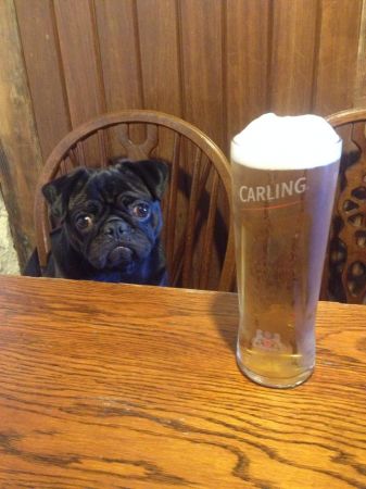 Reggie enjoying a pint